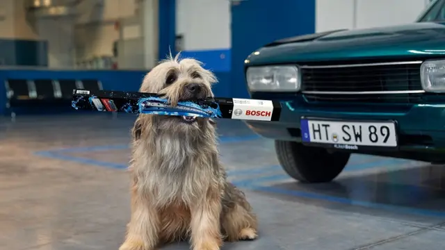 wycieraczki samochodowe Bosch, wycieraczki samochodowe, pies