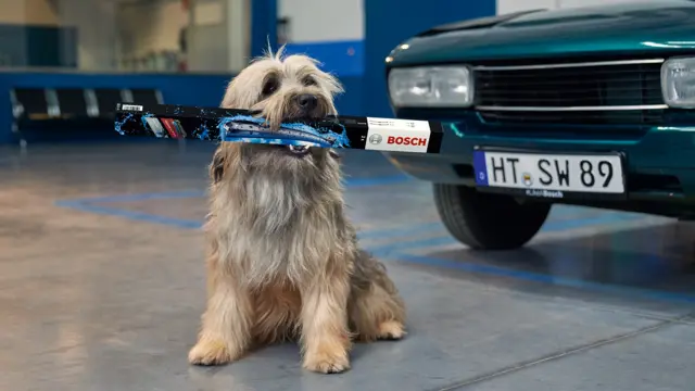 pies, wycieraczki samochodowe, auto, samochód, pies trzyma w pysku wycieraczki bosch